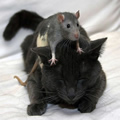 mouse massuse