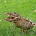 duckadile