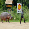 run piggie