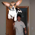 super dog