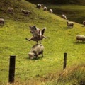 boing