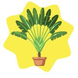 Travellers Palm