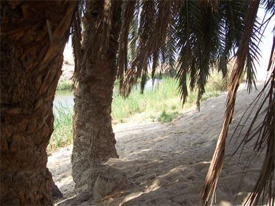 Bajo una palmera