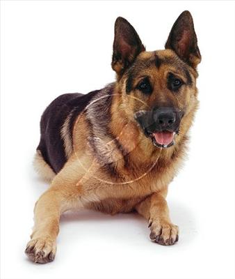k-9
