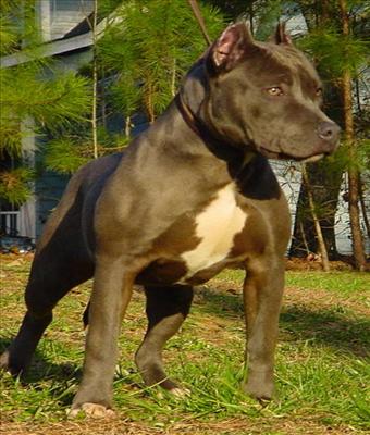 pitbul