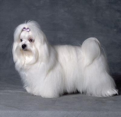 süs köpeği