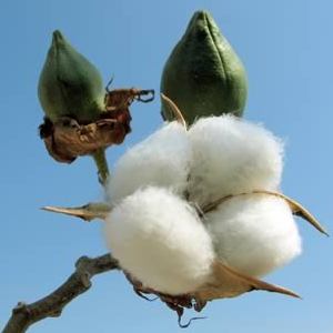 A Cotton Picking Minute