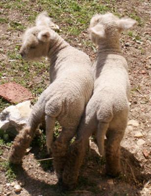 2 Lambs Shaking Their Tails Twice