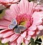pembe gerbera