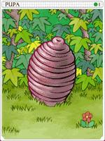 Pupa Card