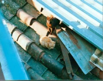 Gatti