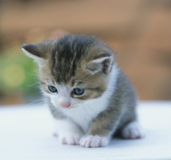 miniş kedi