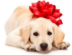 gifts