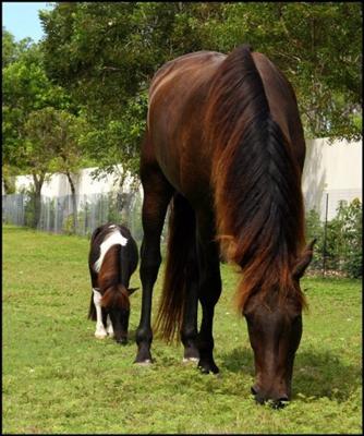 Horse