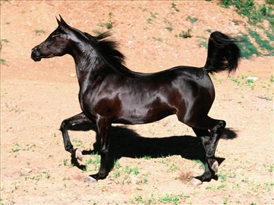 black__arabian_horse 