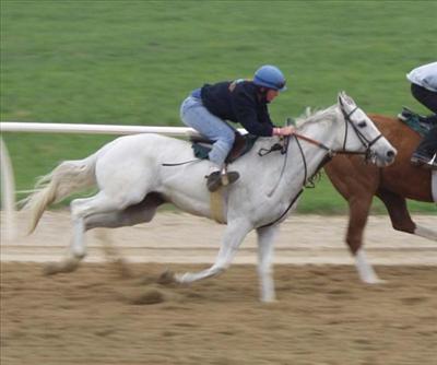 horse_white