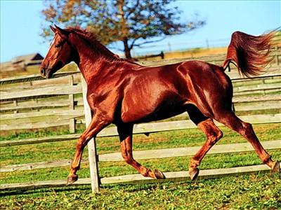 beautiful horse