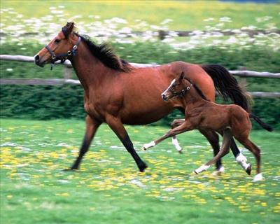 Horse