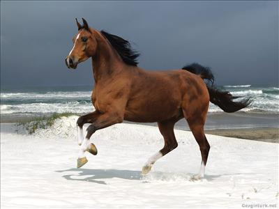 klass horse