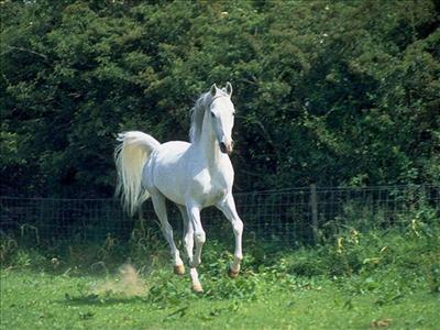 arb horse
