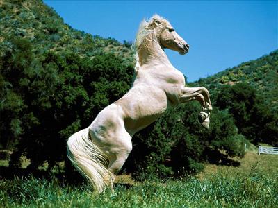horse_white