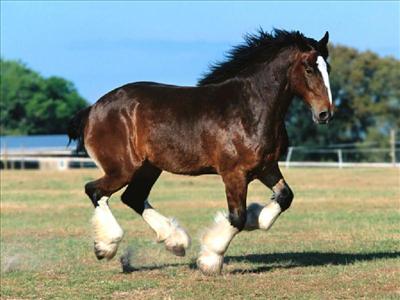 young horse