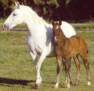 horse