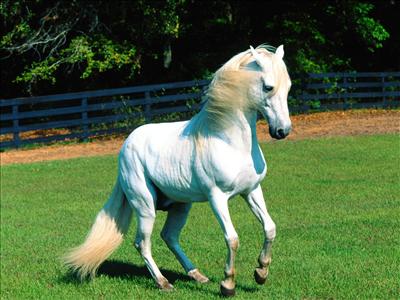 horse
