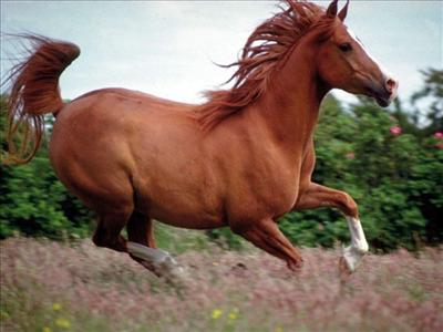 horse