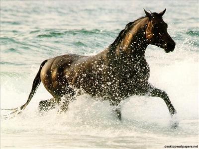 Horse
