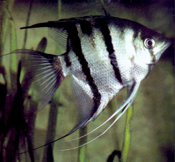 pterophyllum_du
