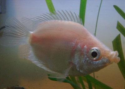 kissfish