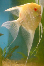 albino