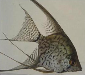 lleoparmelek2