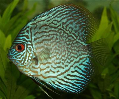 blue fish