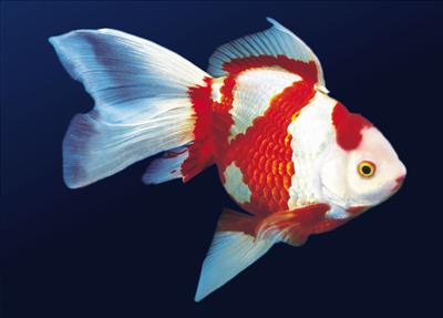 Red Japanese fish
