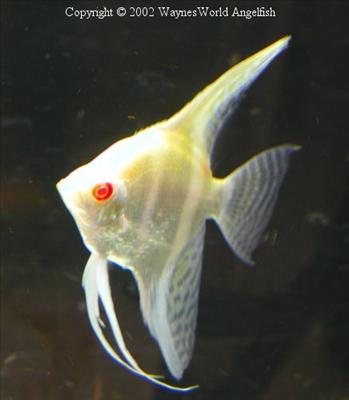 Albinosilverpea