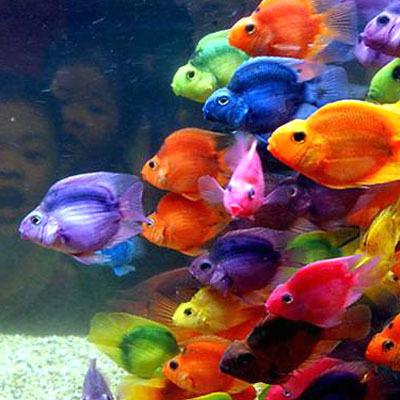 Aquarium 