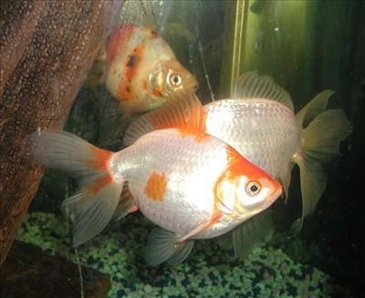 goldfish