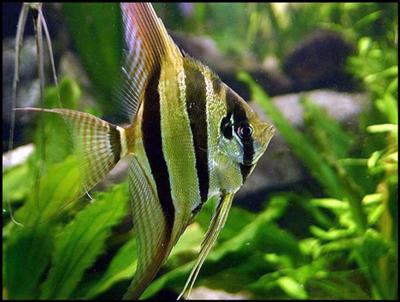 Pterophyllum