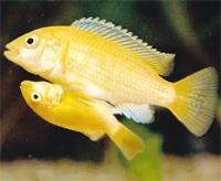  Yellow Japanese fish