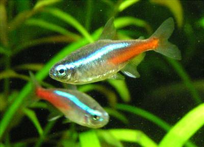 neonca