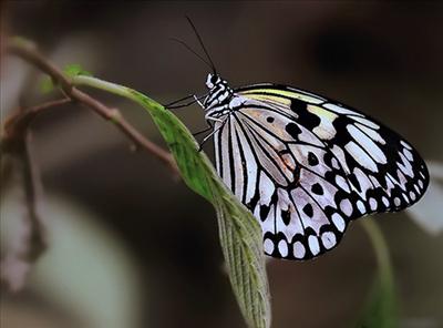 butterfly