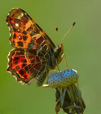 butterfly