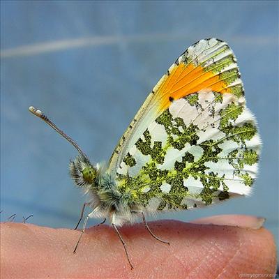 butterfly