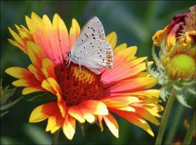 butterfly