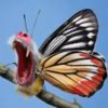 butterfly