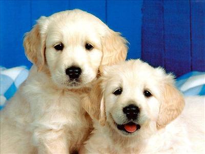 sevimli bir dost