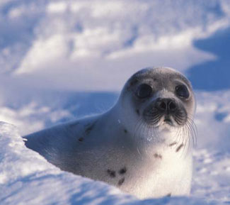 seal