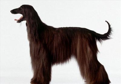 Tazı Köpeği